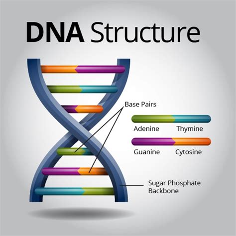 About — What is your DNA.